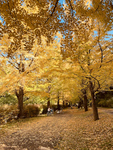 Smiling retirees cycling together along a tree-lined path during autumn.