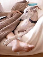 A greyhound dog is comfortably lounging on a couch covered with a brown knitted blanket. The dog is wearing a black collar and is resting its body against a person, whose arm and foot are visible. The relaxed setting suggests a cozy and calm environment.