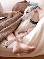 A serene image of a greyhound resting comfortably in a cozy home environment, symbolizing safety and care.
