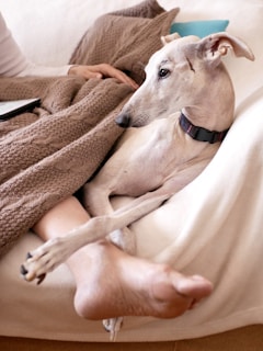 A cozy home setting with a greyhound lounging on a couch.