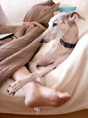 A dignified greyhound resting on a minimalist modern sofa, embodying calm and elegance.