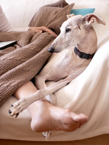A serene image of a greyhound resting comfortably in a cozy home environment, symbolizing safety and care.