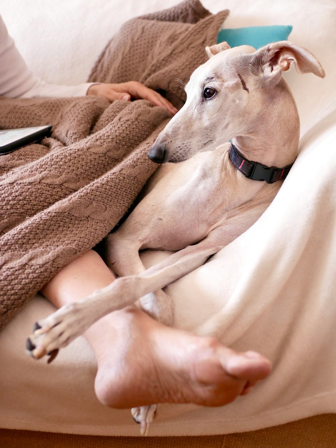 white short coated dog lying on brown textile