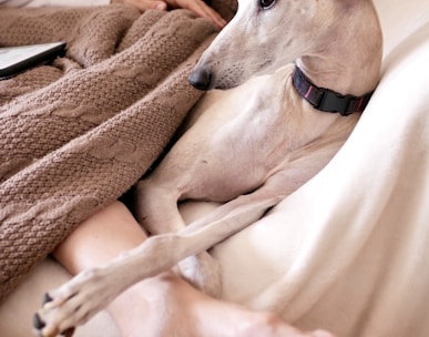 white short coated dog lying on brown textile