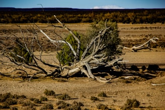 brown tree branch on brown field during daytime