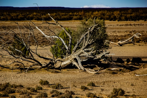 brown tree branch on brown field during daytime