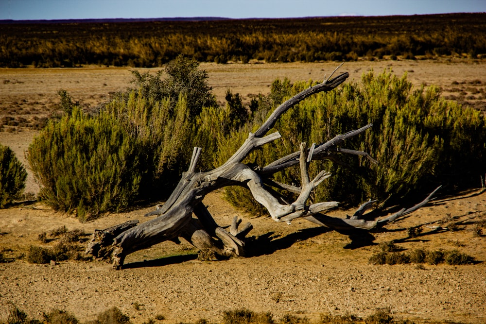 brown wood log on brown sand