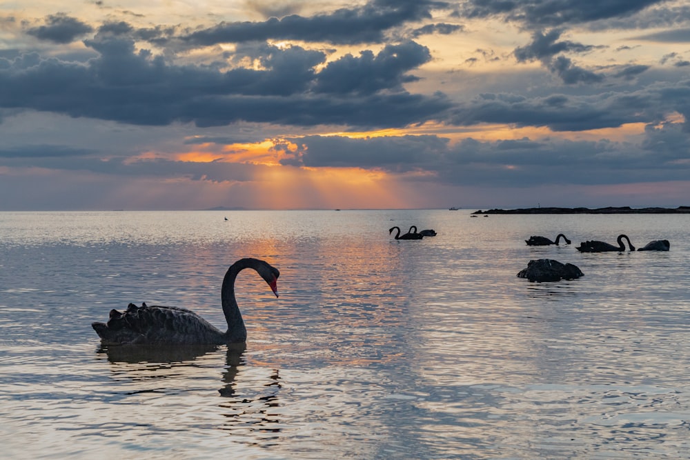 Silhouette des Schwans auf dem Wasser während des Sonnenuntergangs