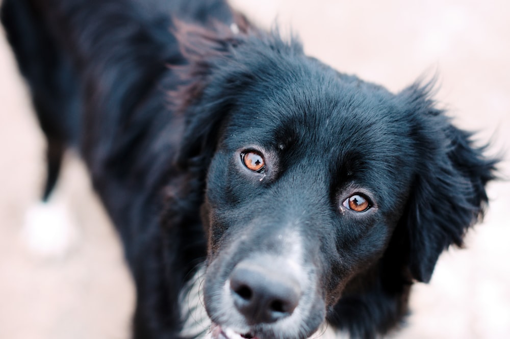 black labrador retriever lying on floor