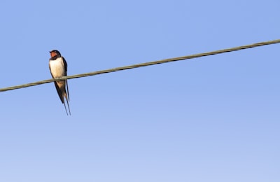 black white and red bird on black wire during daytime