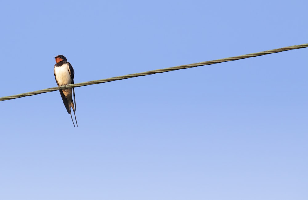 oiseau noir, blanc et rouge sur fil noir pendant la journée