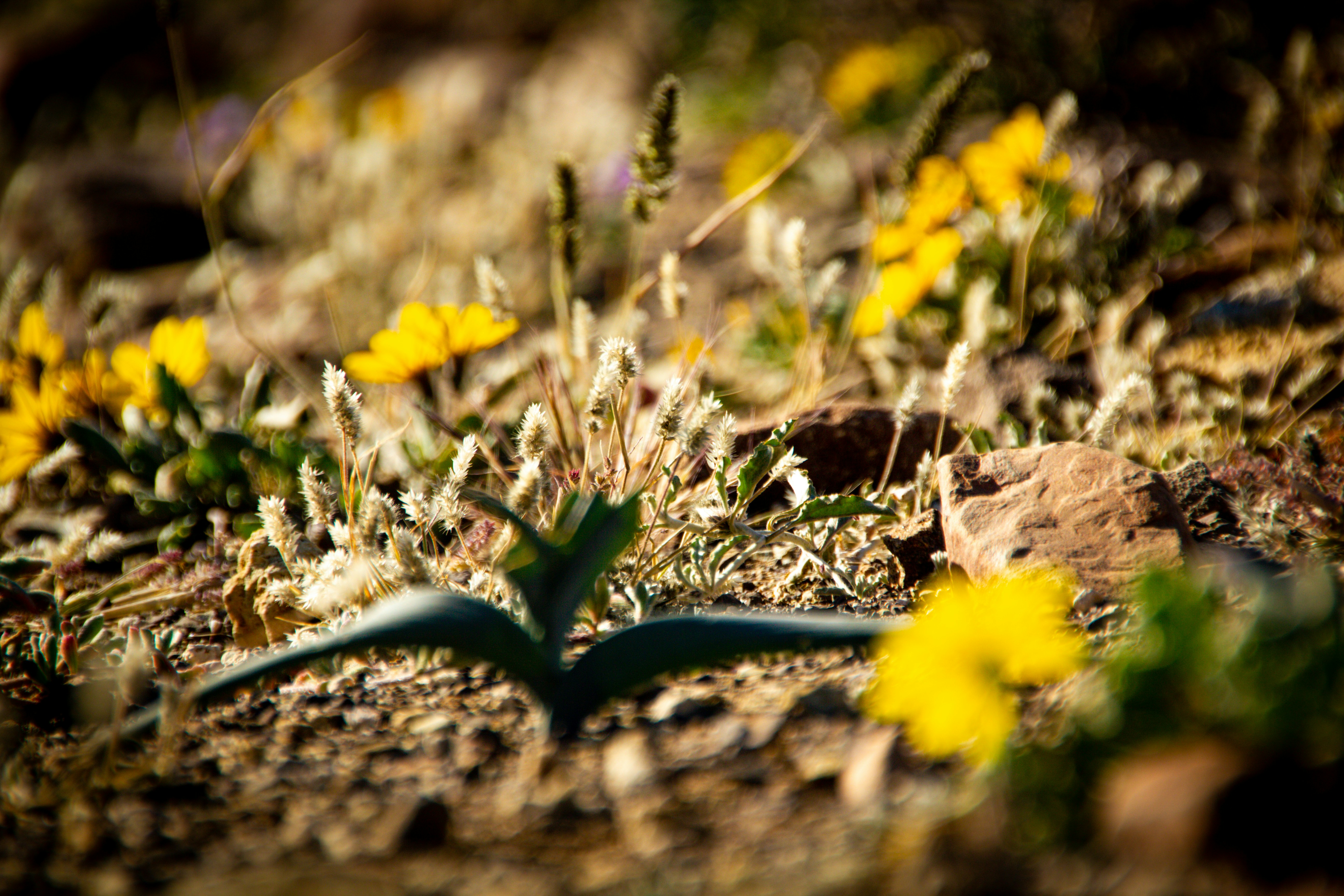 yellow flowers on brown soil