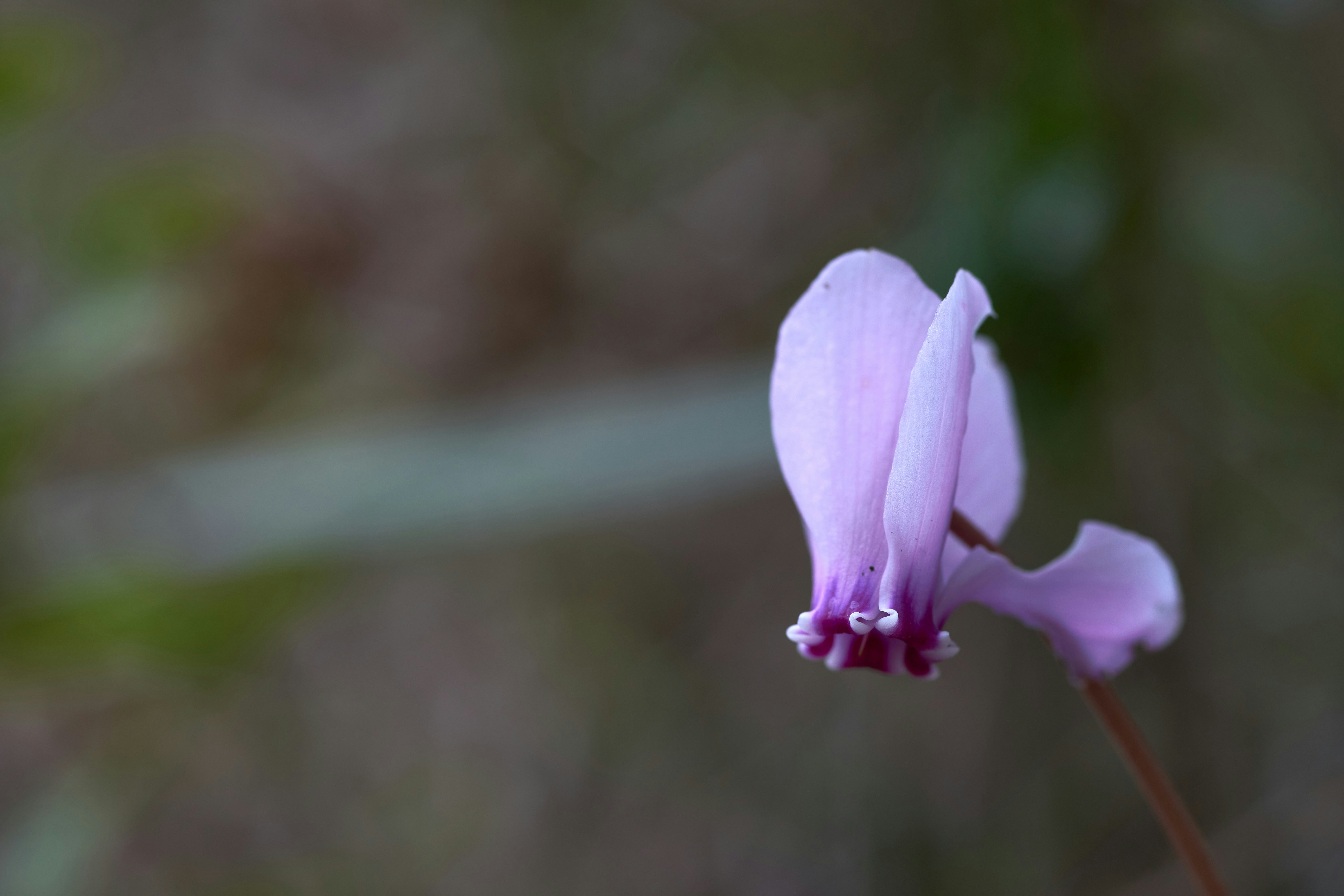 Photo by wolfgang_hasselmann