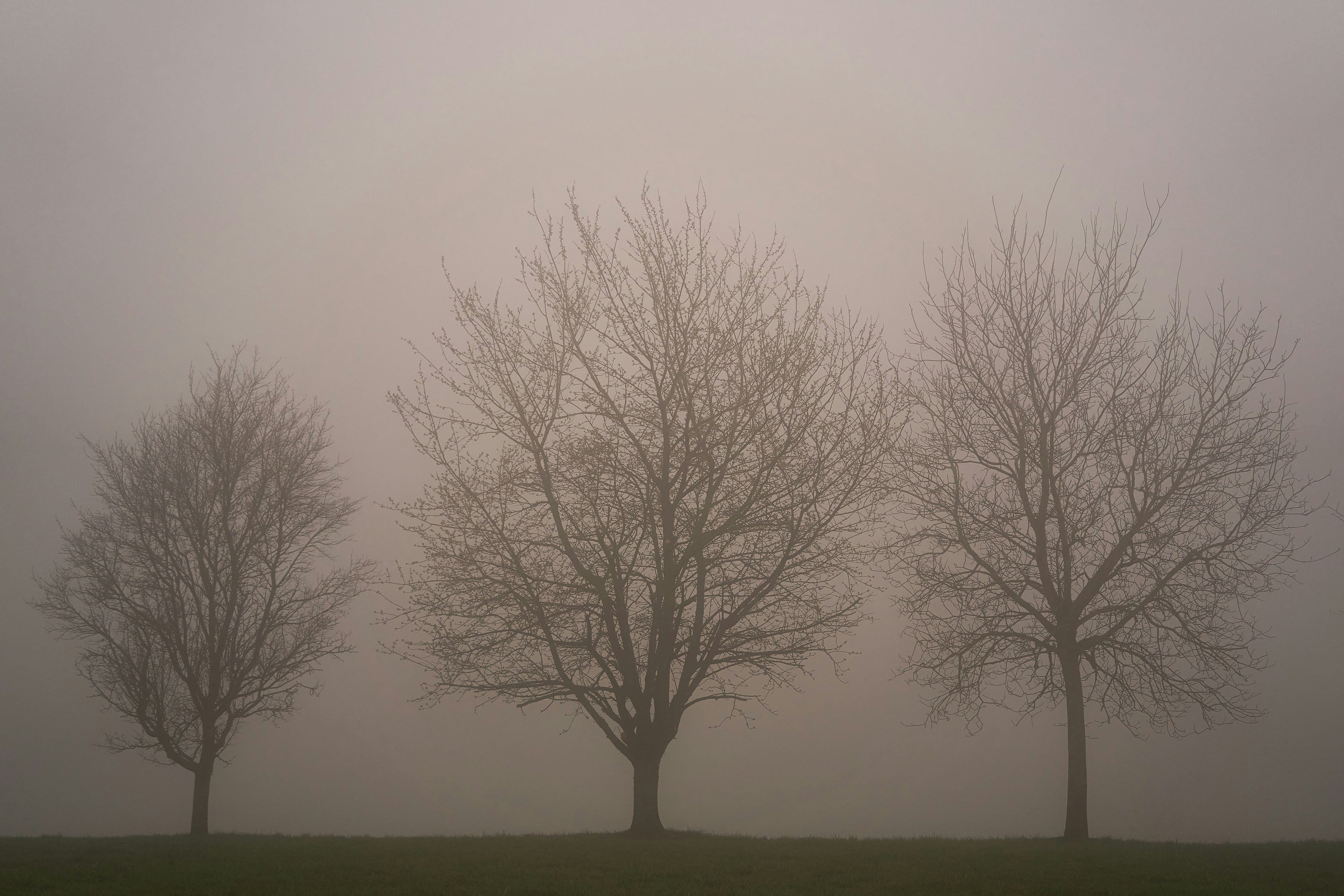 Photo by wolfgang_hasselmann