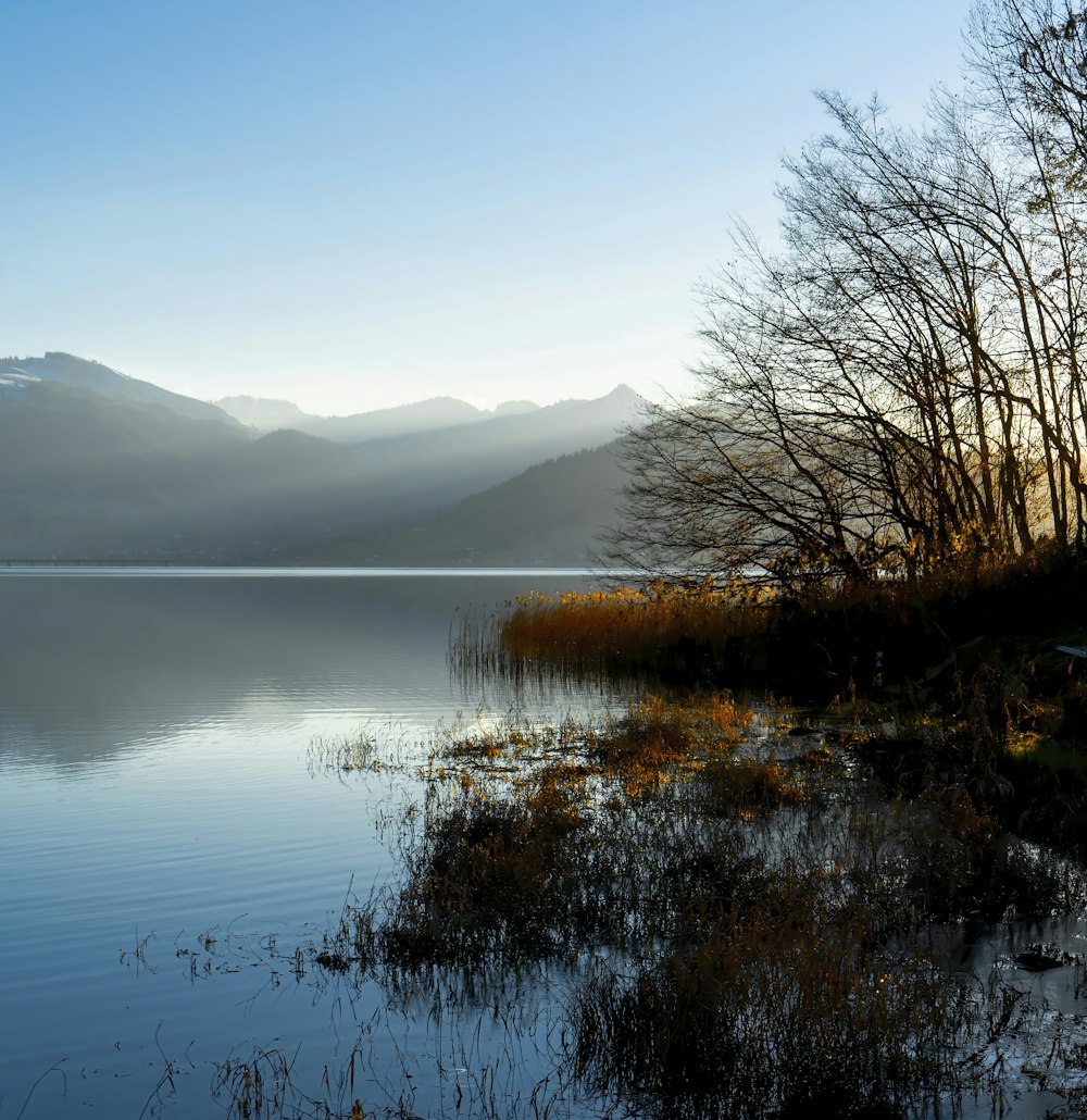 brown grass near body of water during daytime