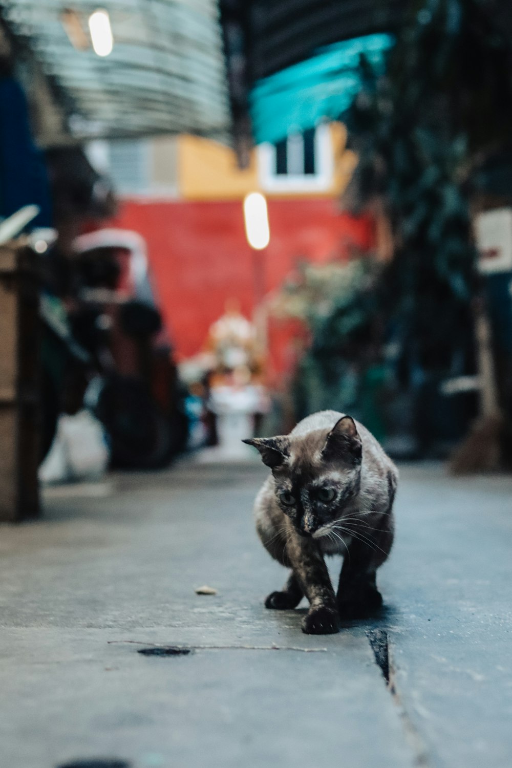 brown and black cat on gray concrete floor