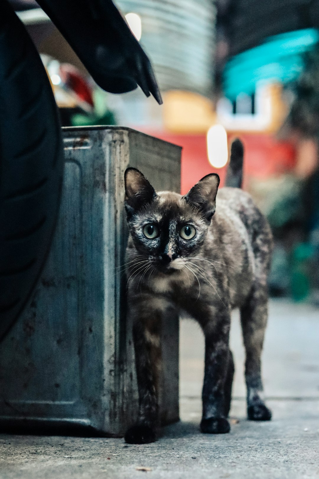 Wildlife photo spot Yaowarat Road Chatuchak