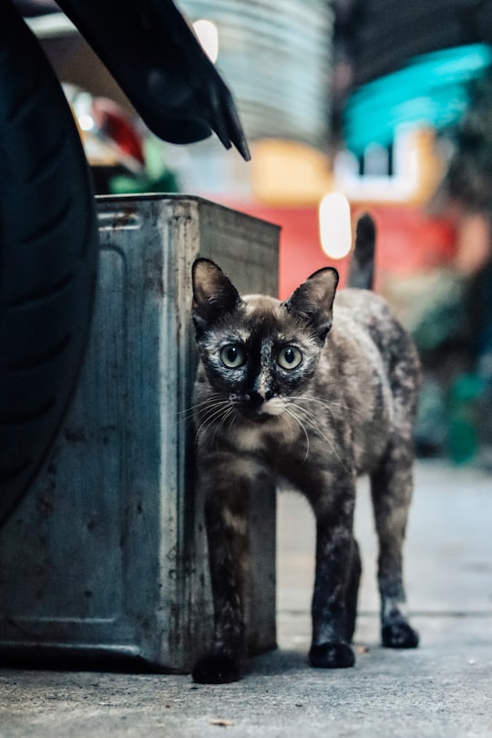 black and brown cat on black wooden fence in Yaowarat Road Thailand