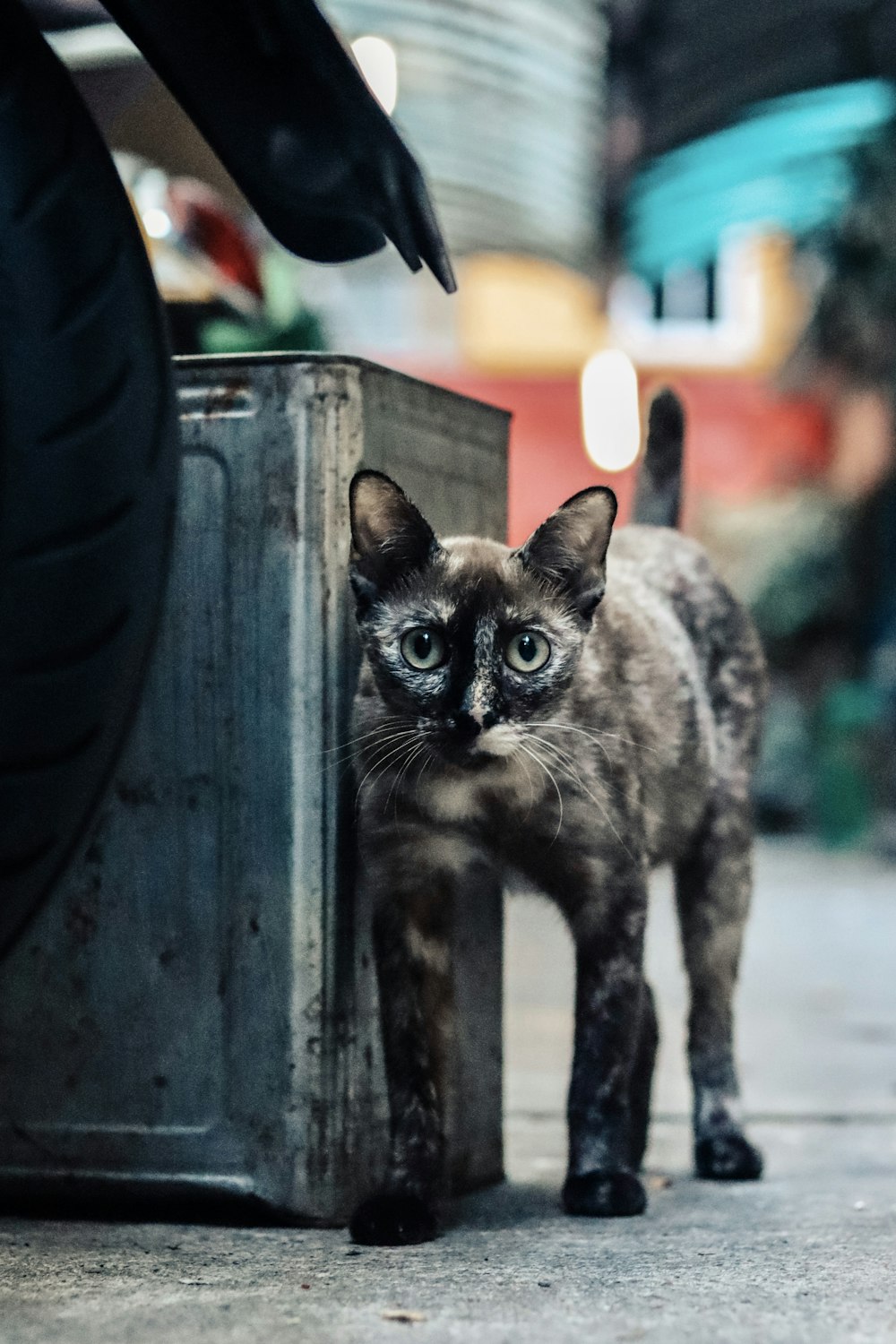 black and brown cat on black wooden fence