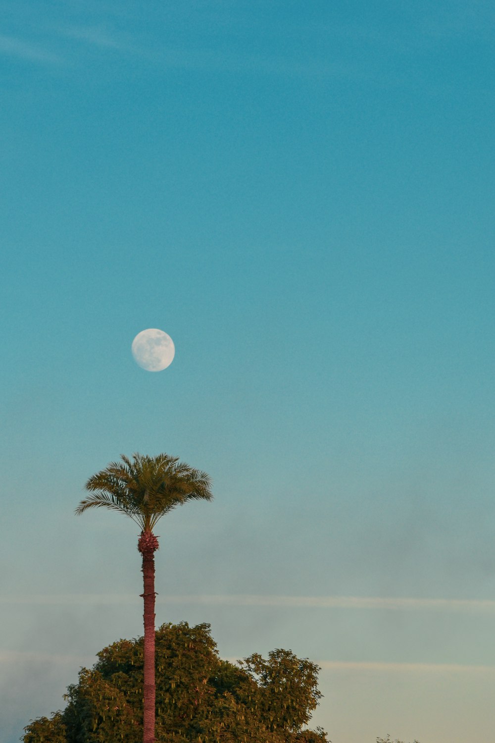 green tree under full moon