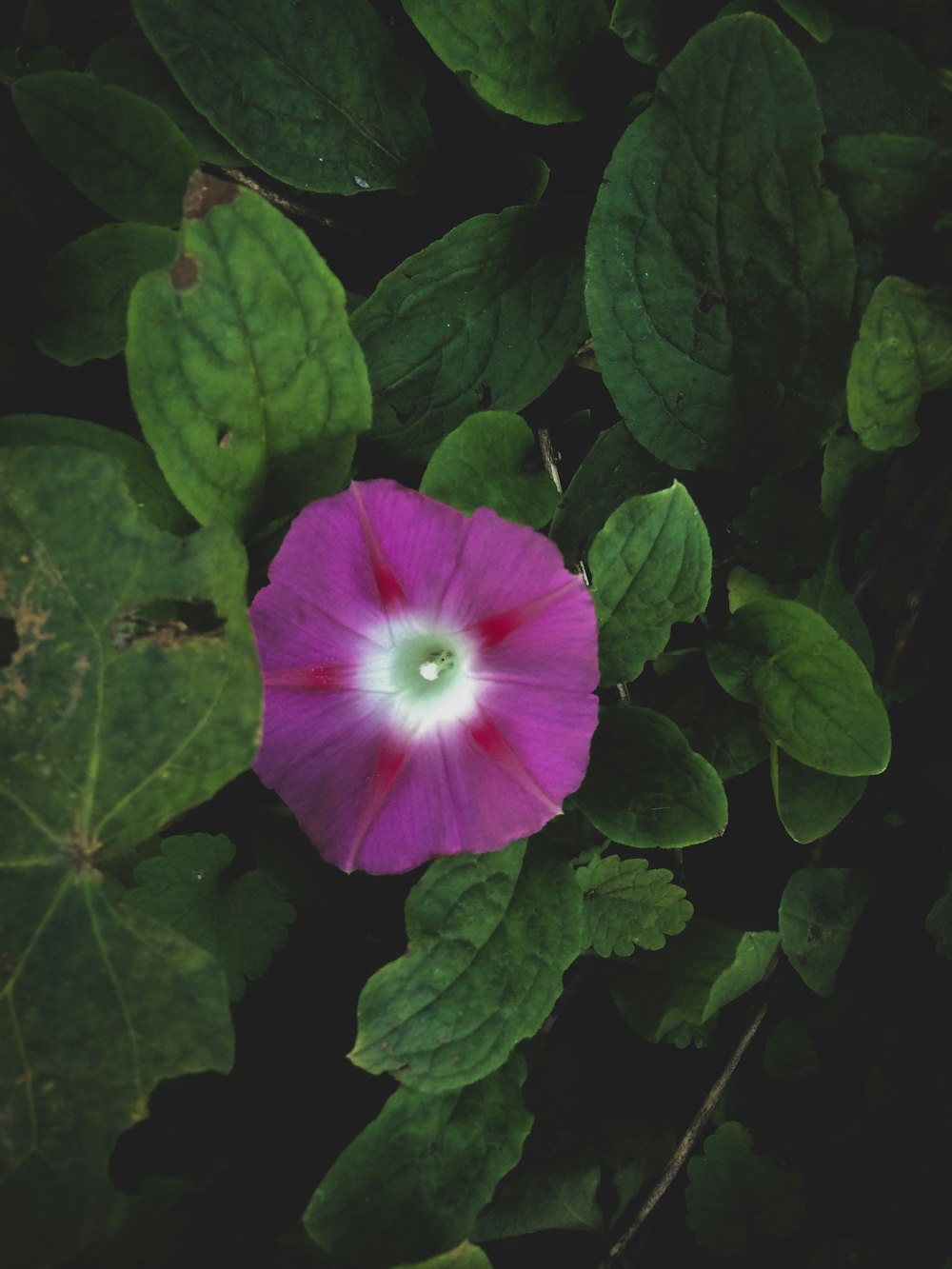 purple flower with green leaves