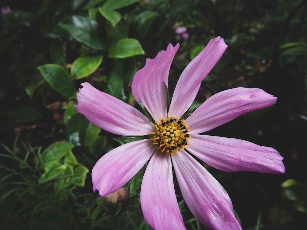 pink flower in tilt shift lens