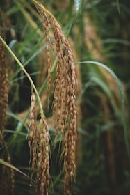 A close-up view of rice plants with long, golden-brown panicles hanging downward. The backdrop features lush green leaves, indicating a mature stage of growth in a rice field.