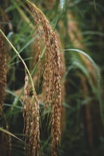 A close-up view of rice plants with long, golden-brown panicles hanging downward. The backdrop features lush green leaves, indicating a mature stage of growth in a rice field.