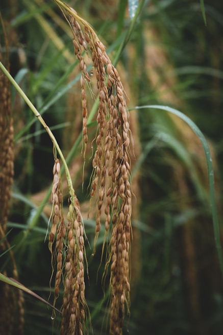 A close-up view of rice plants with long, golden-brown panicles hanging downward. The backdrop features lush green leaves, indicating a mature stage of growth in a rice field.