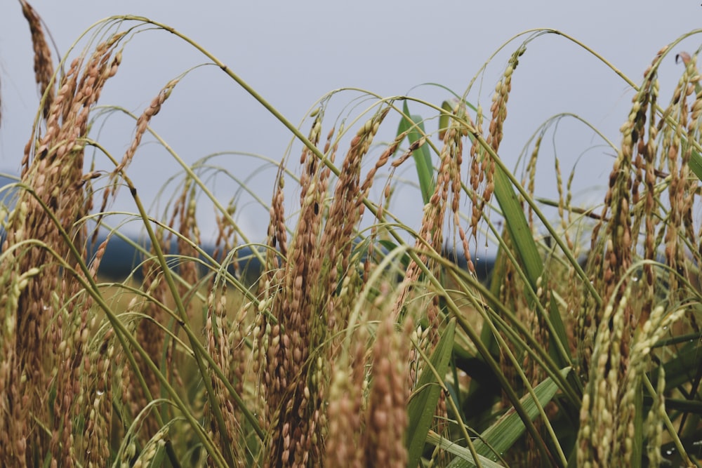 brown wheat field during daytime