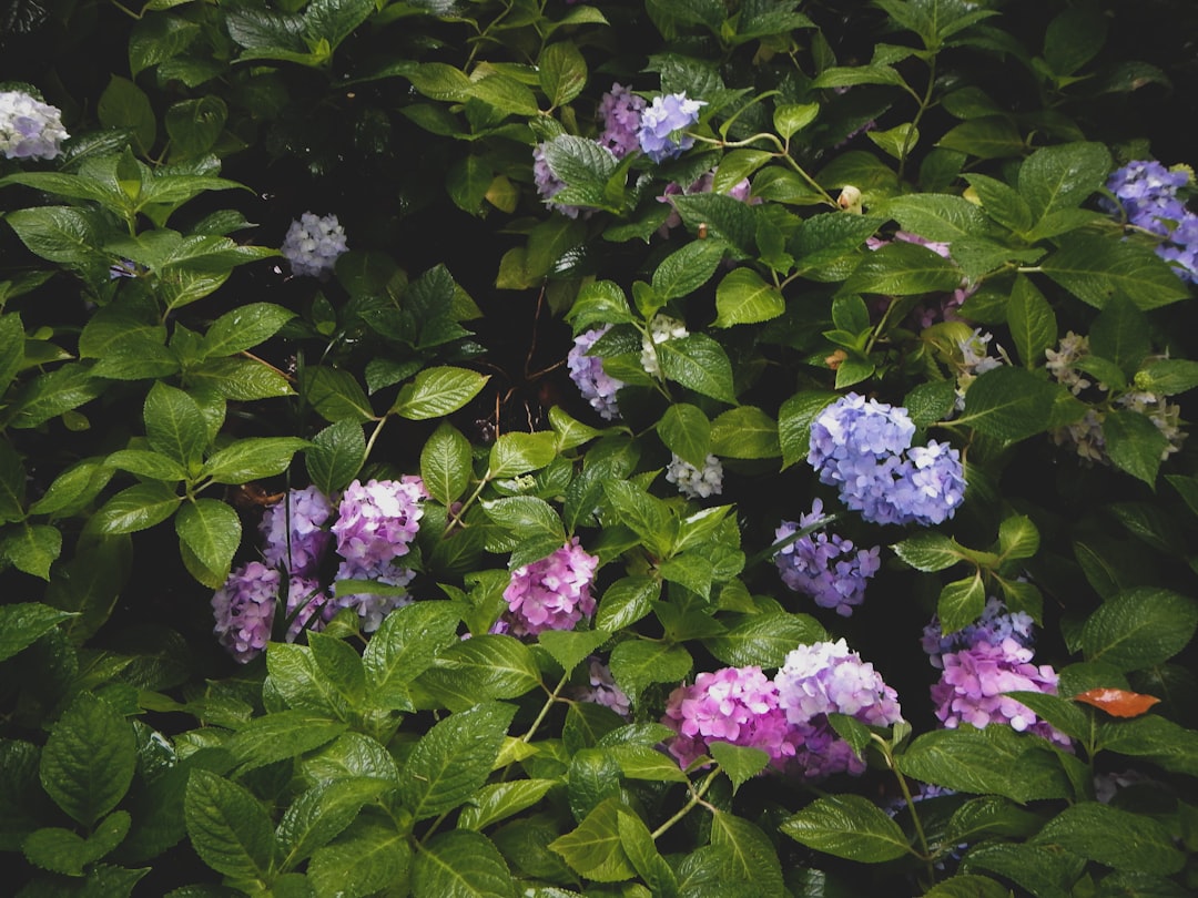 purple and white flowers with green leaves