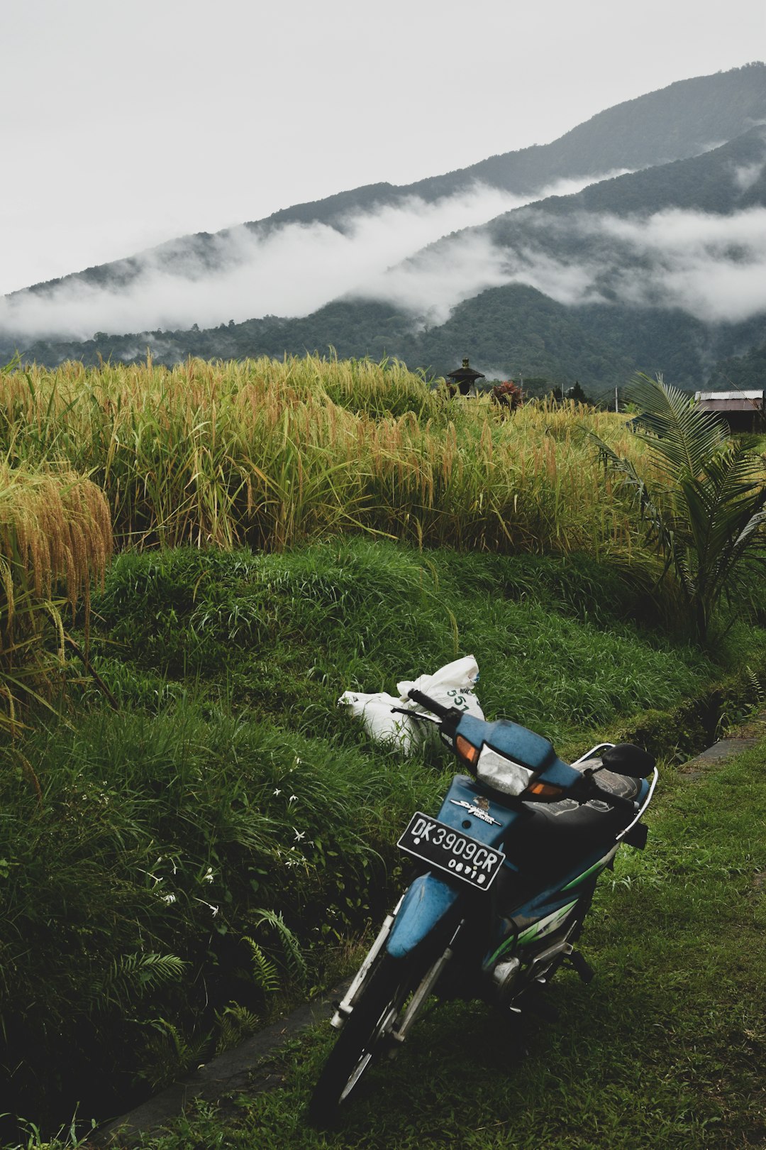 white and blue motorcycle on green grass field during daytime