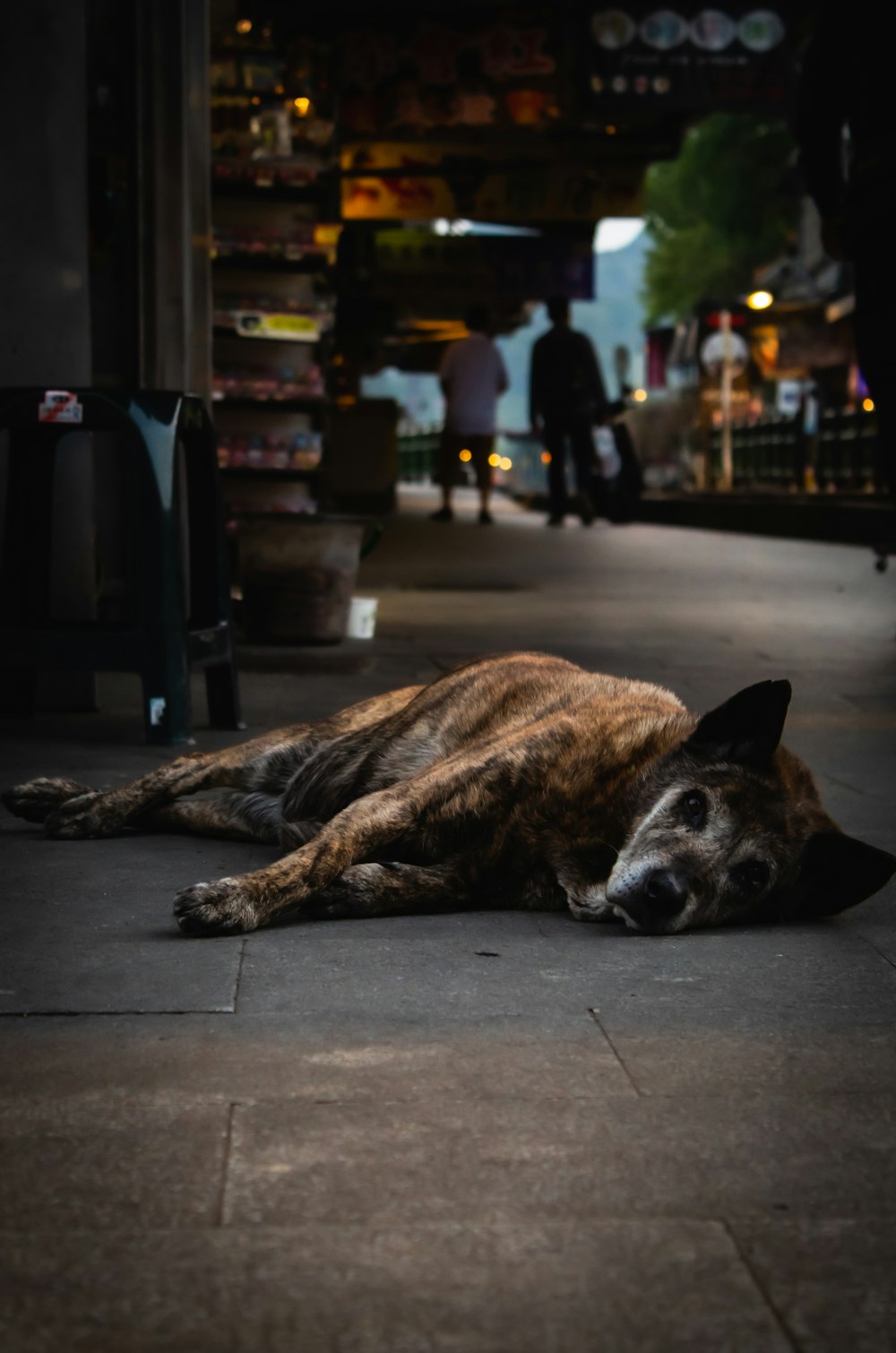 brown and black short coated dog on gray concrete floor