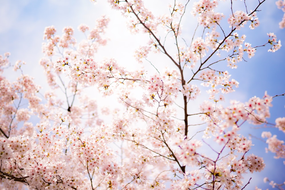 white cherry blossom under blue sky during daytime