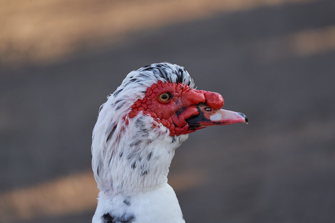 white and red bird in close up photography