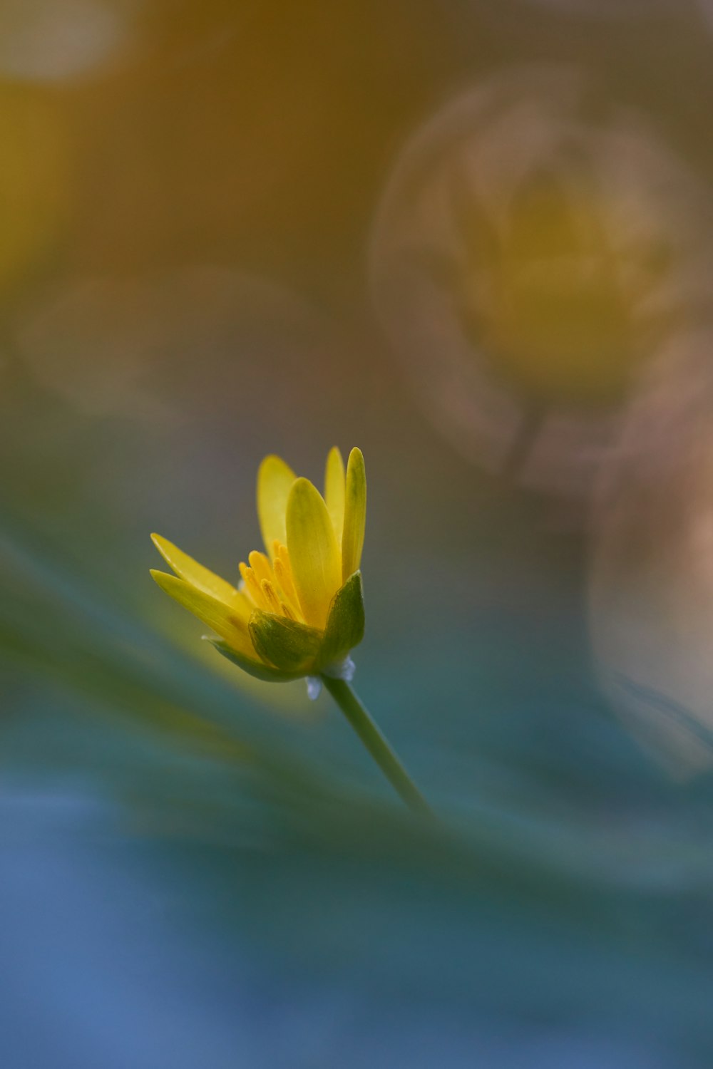 Flor amarela na lente tilt shift foto – Pianta Immagine gratuita su Unsplash