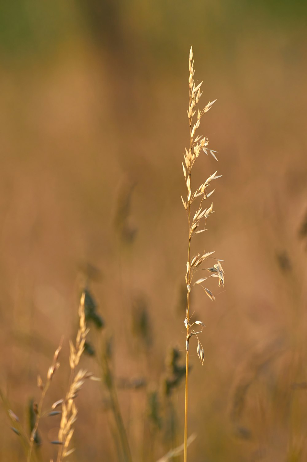 brown wheat in close up photography