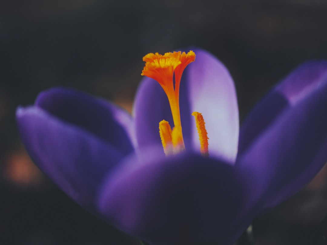 purple and yellow flower in tilt shift lens