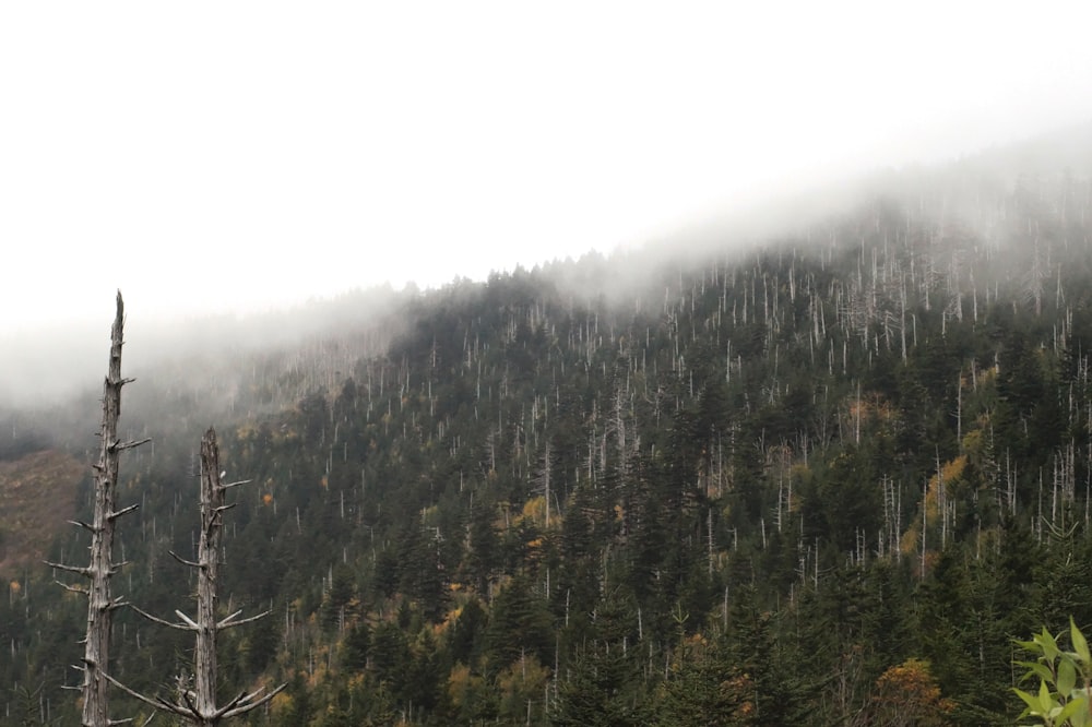 green pine trees on foggy weather