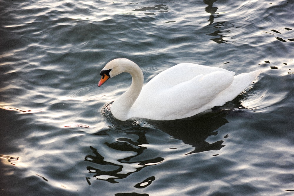 white swan on water during daytime