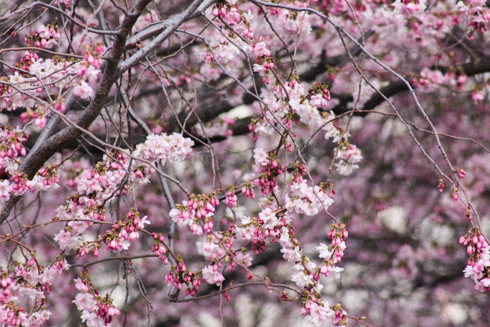 pink and white cherry blossom tree