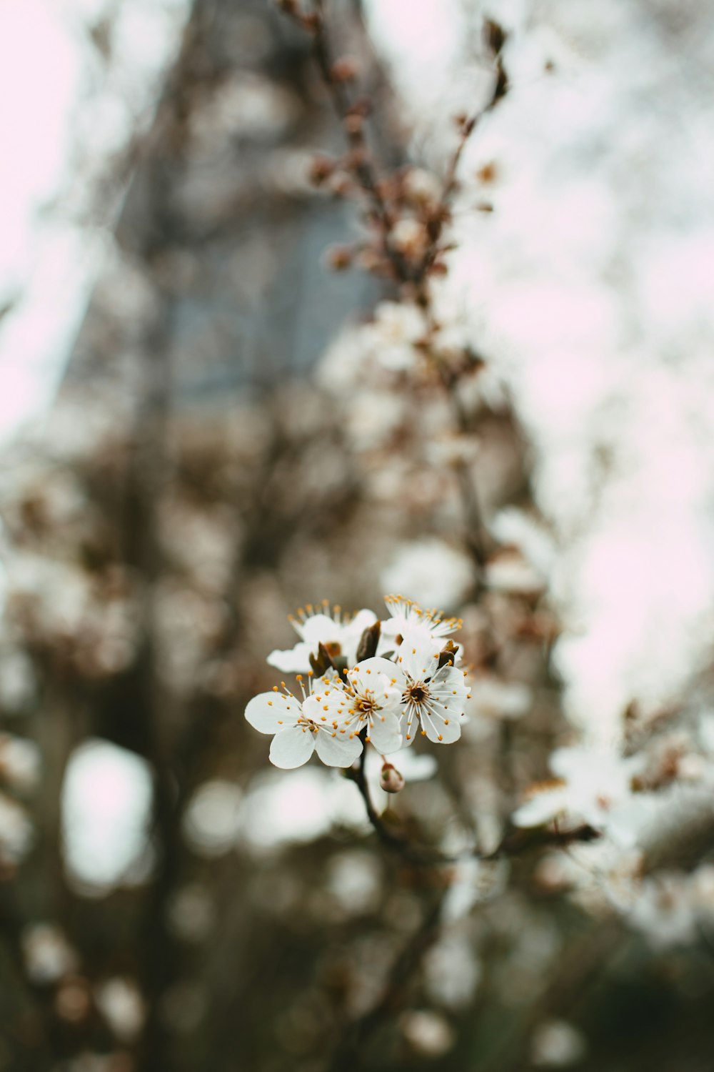 white cherry blossom in bloom during daytime