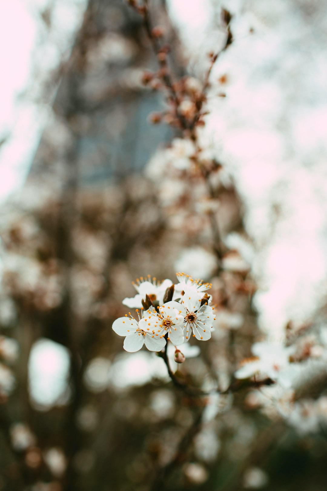 white cherry blossom in bloom during daytime