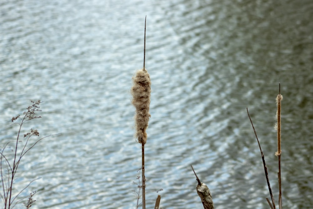 brown dried leaf on body of water during daytime