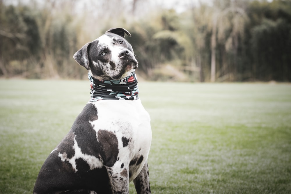 black and white dalmatian on green grass field during daytime