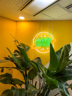 green plant near yellow wall