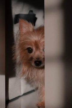 Illustration of a playful dog peering around a foggy haunted house.