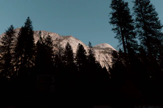A serene mountain landscape framed by towering redwood trees under a clear blue sky.
