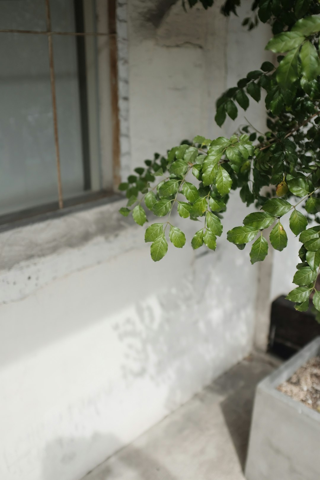 green plant on white concrete wall