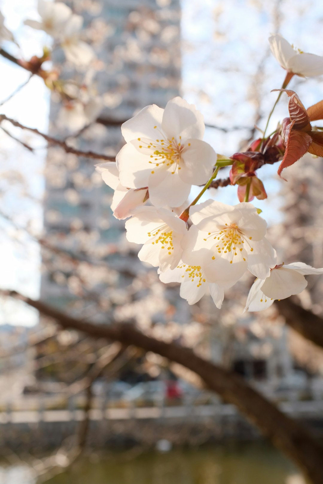 white cherry blossom in close up photography